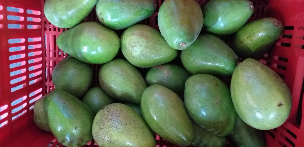 Aguacate papelillo