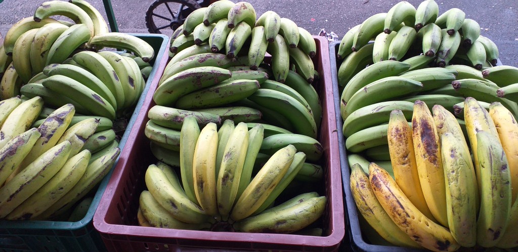 Banano criollo