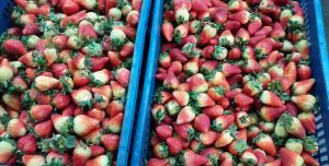 Fresa jumbo