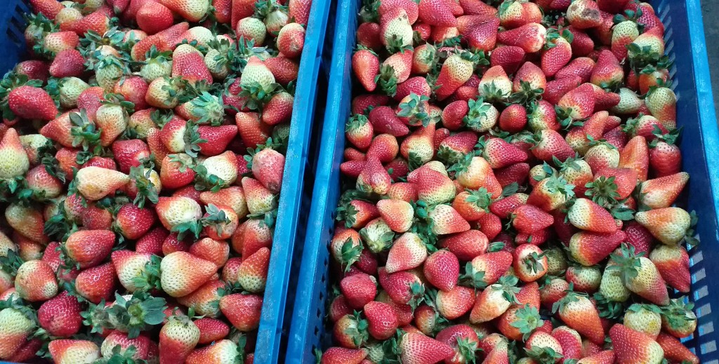 Fresa jumbo