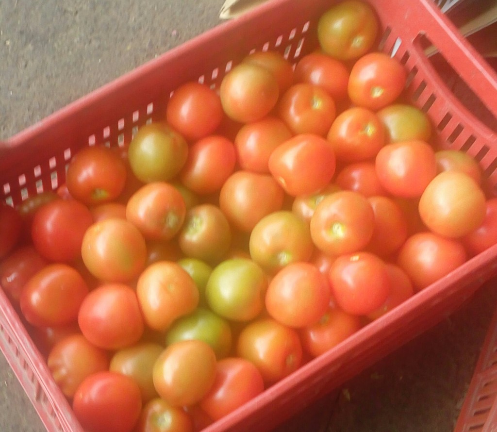 Tomate chongo de segunda