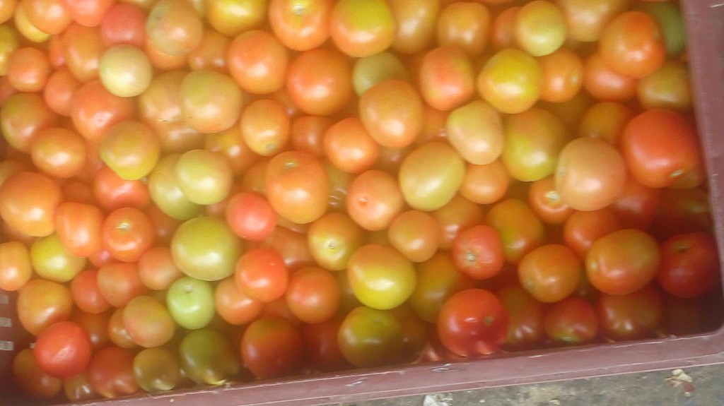 Tomate chongo parejo