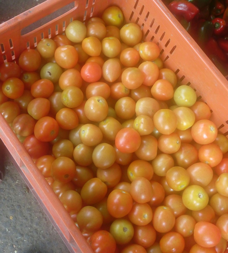Tomate chonto de primera