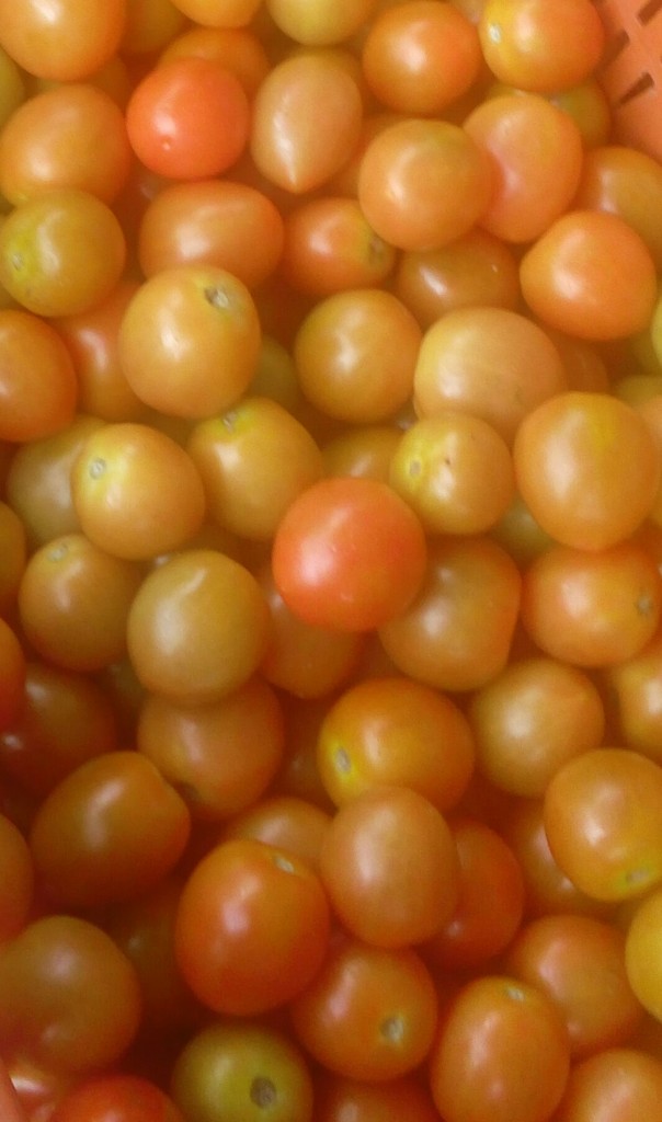 Tomate chonto selecto