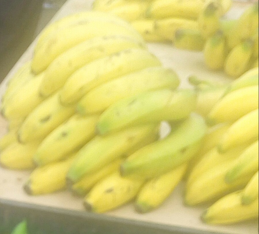 Banano común