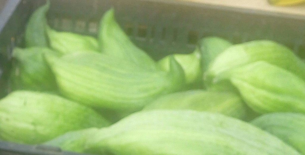 Pepino para guiso