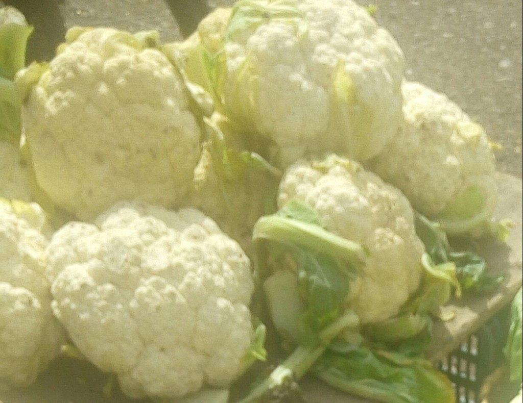 Coliflores