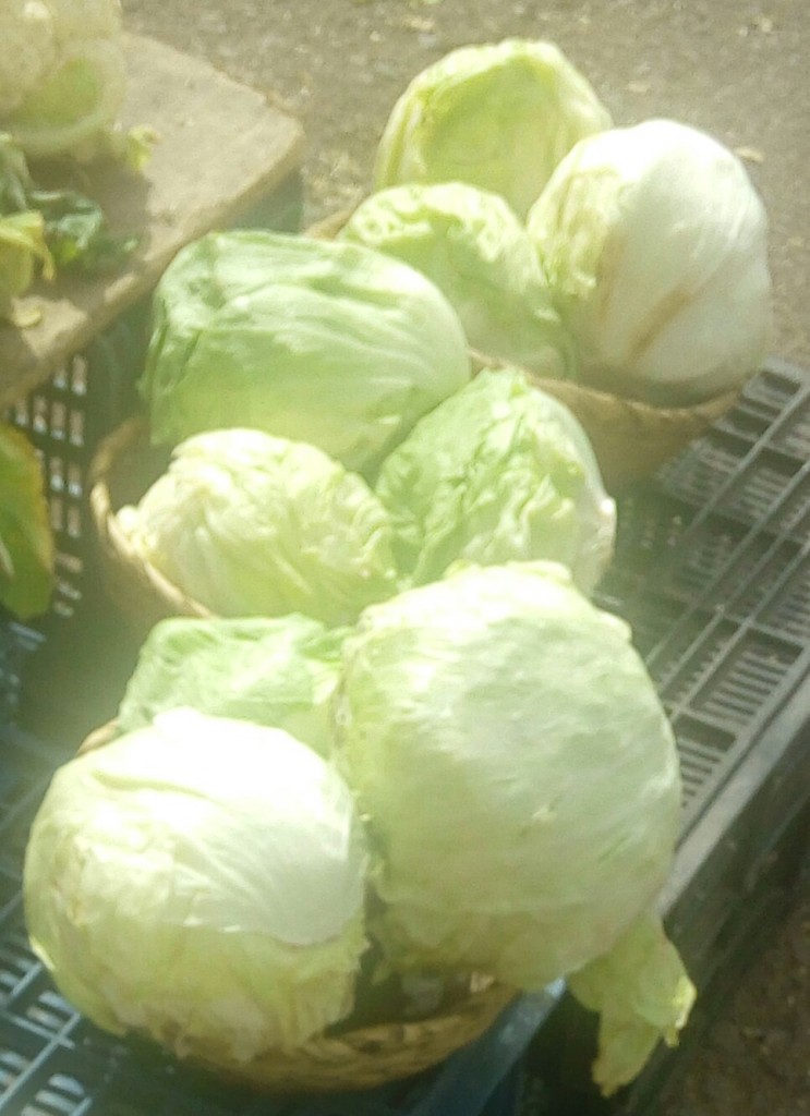 Lechuga Batavia