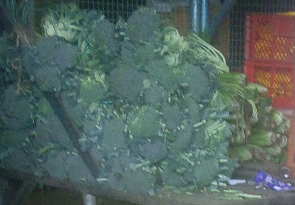 Brócoli