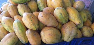 Papaya tainung