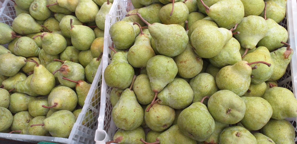 Pera gruesa