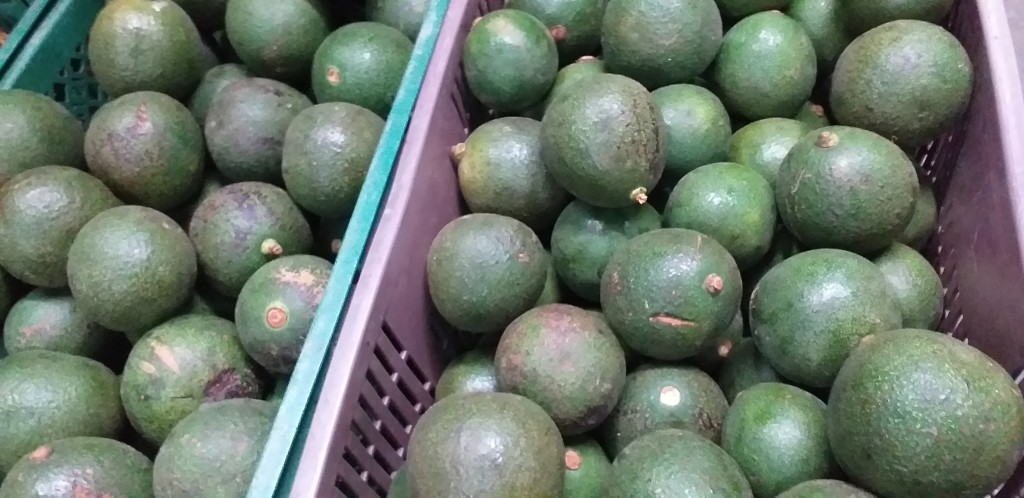 Aguacate red