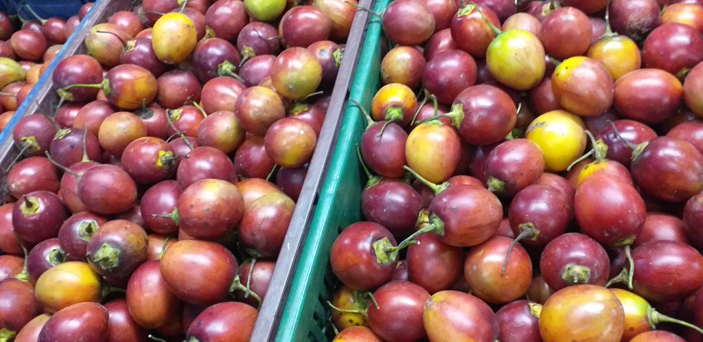Tomate injerto