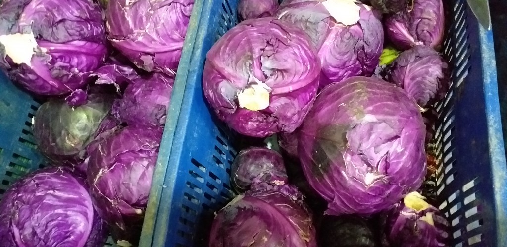 Repollo morado