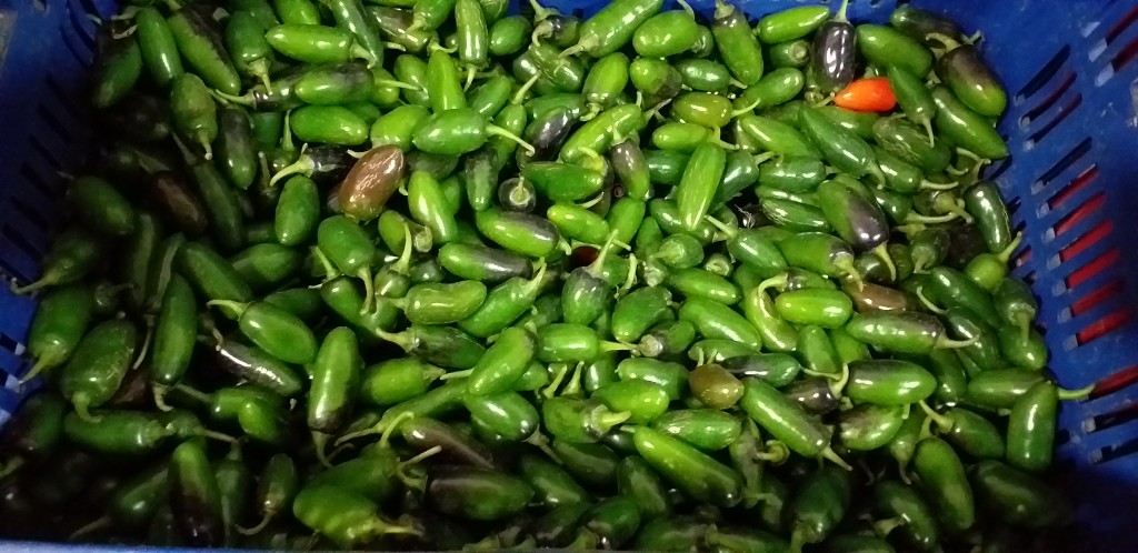 Jalapeño