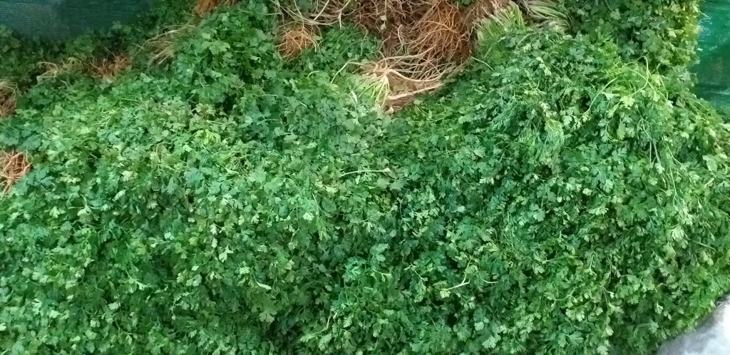 Cilantro