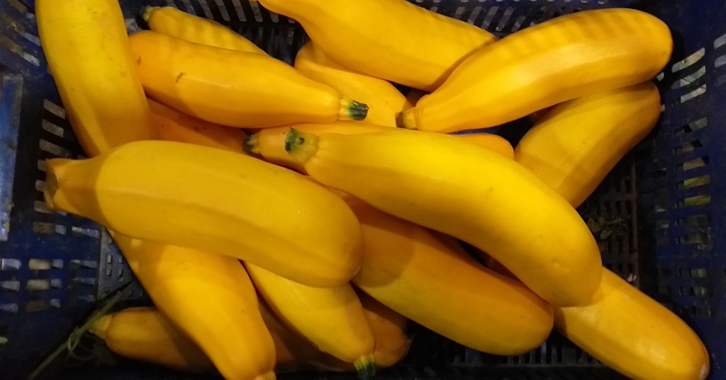 Zucchini amarillo