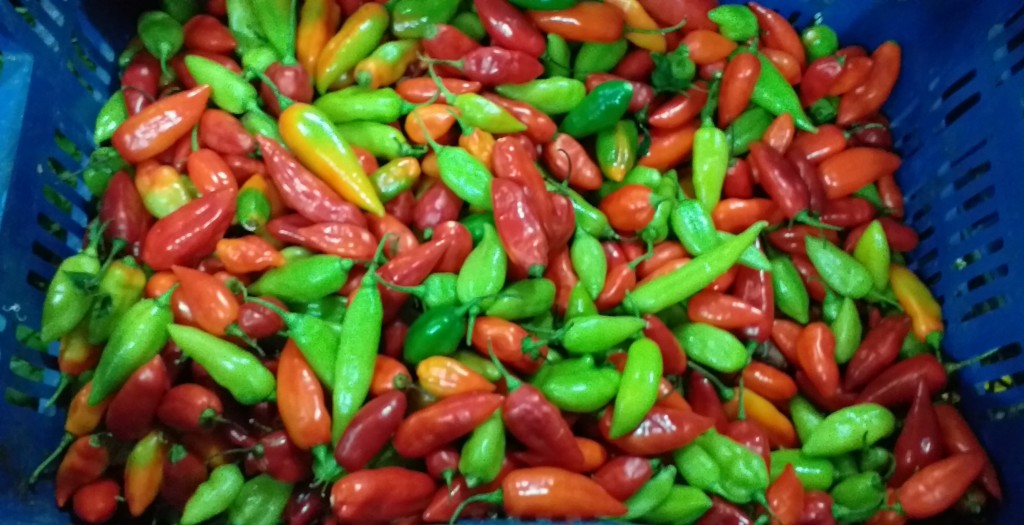 Aji dulce