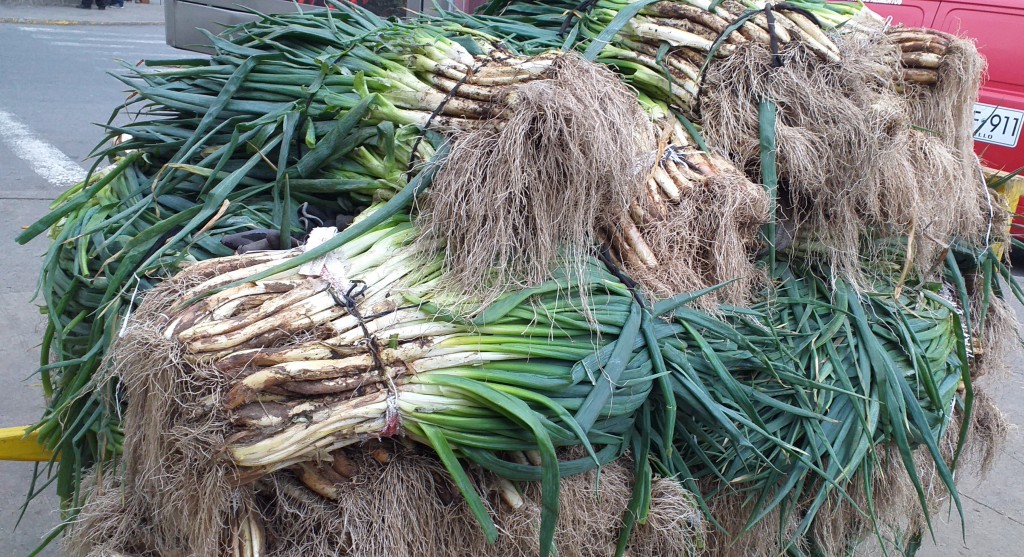 Cebolla de rama