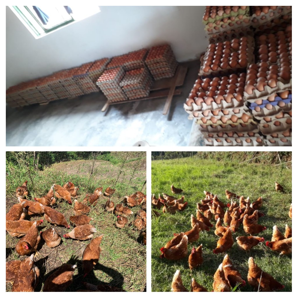 Huevos de gallinas felices