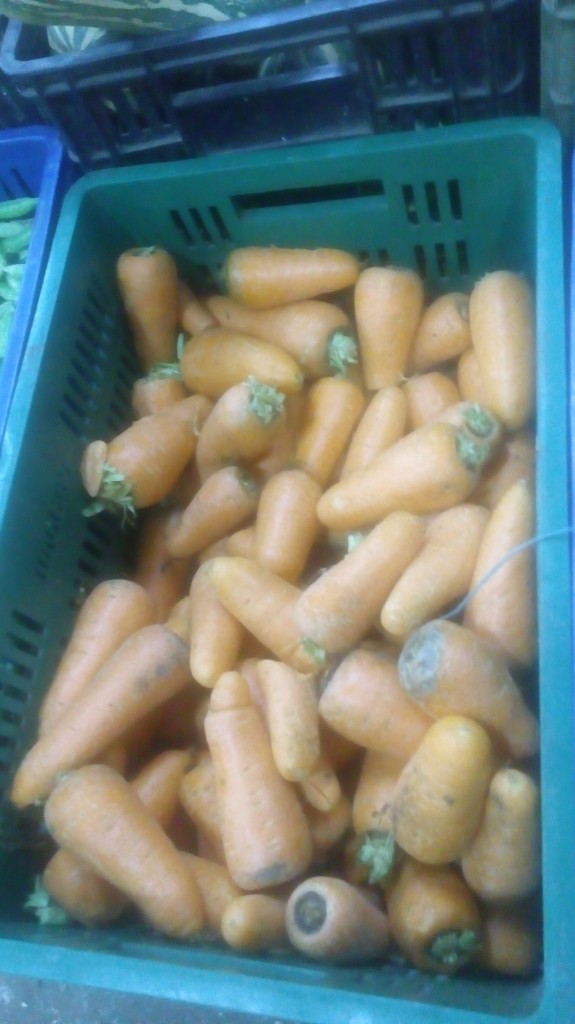 Zanahorias