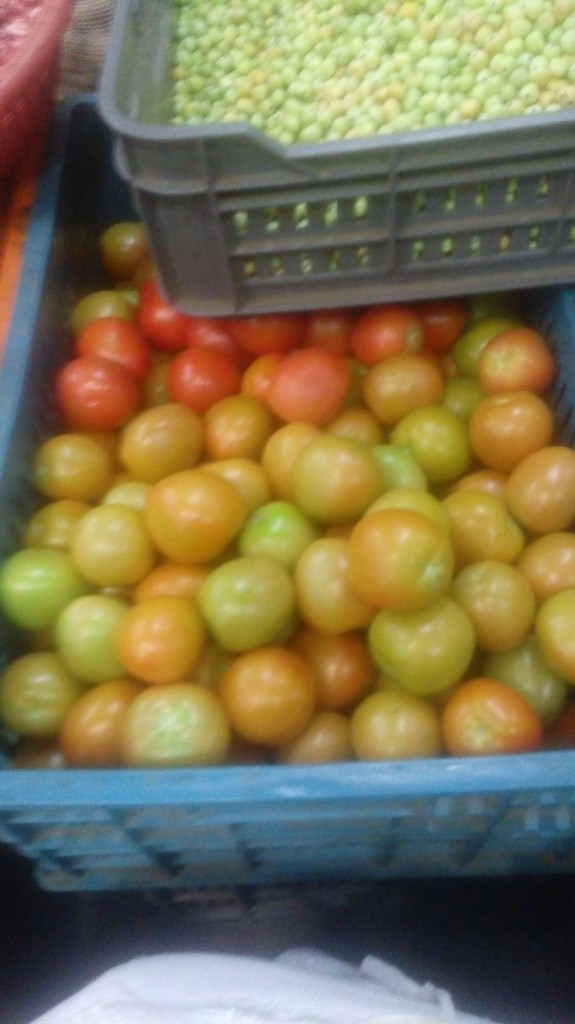 Tomate chonto selecto