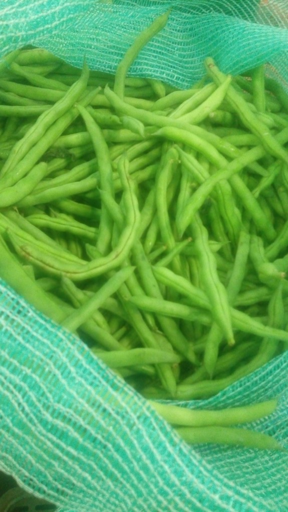 Habichuela