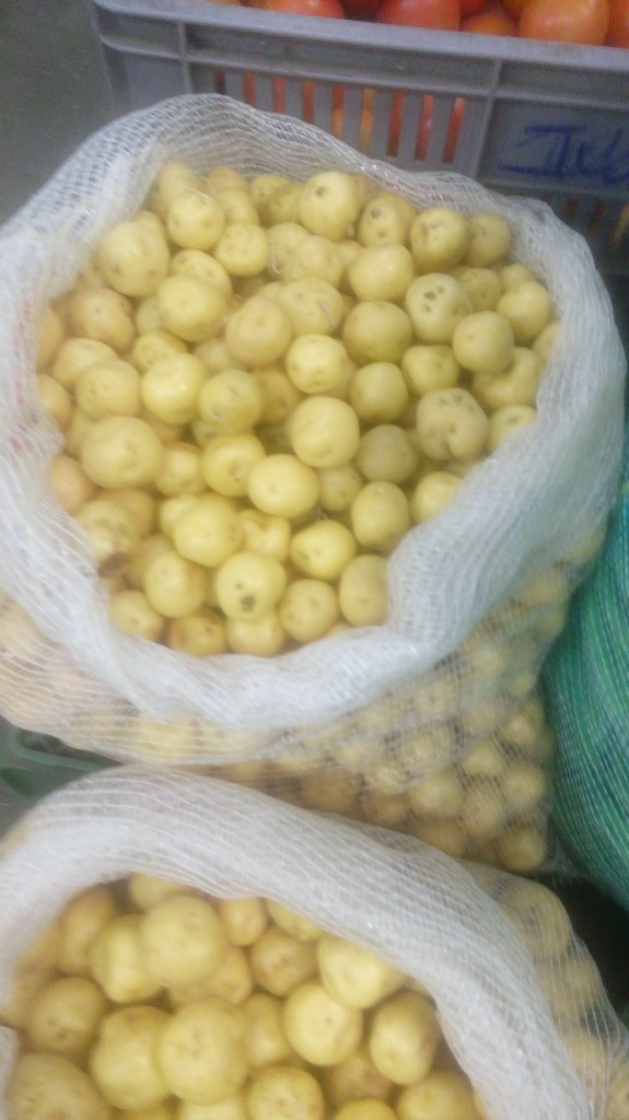Papa criolla gruesa