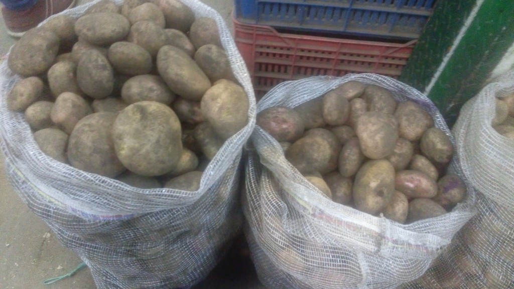 Papa pastusa gruesa