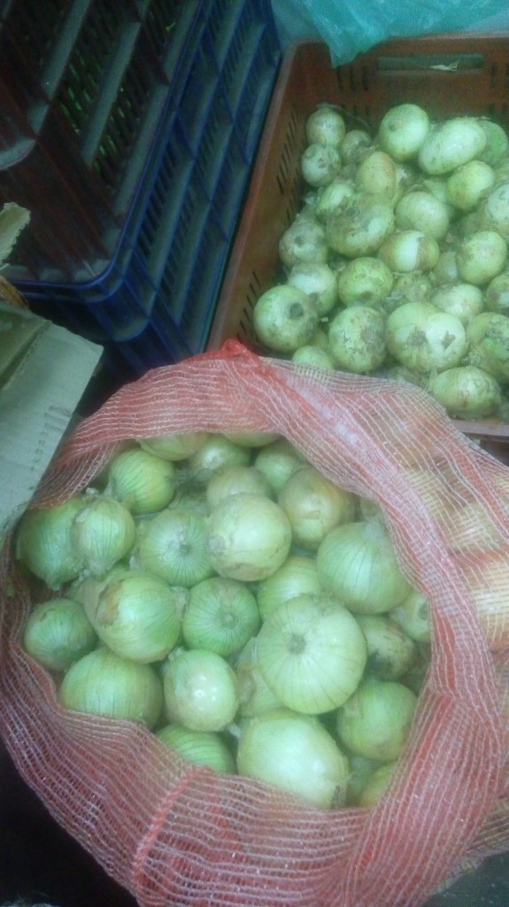 Cebollas cabezona gruesa