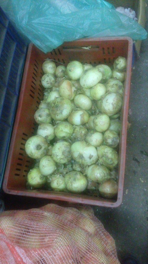 Cebollas cabezona gruesa