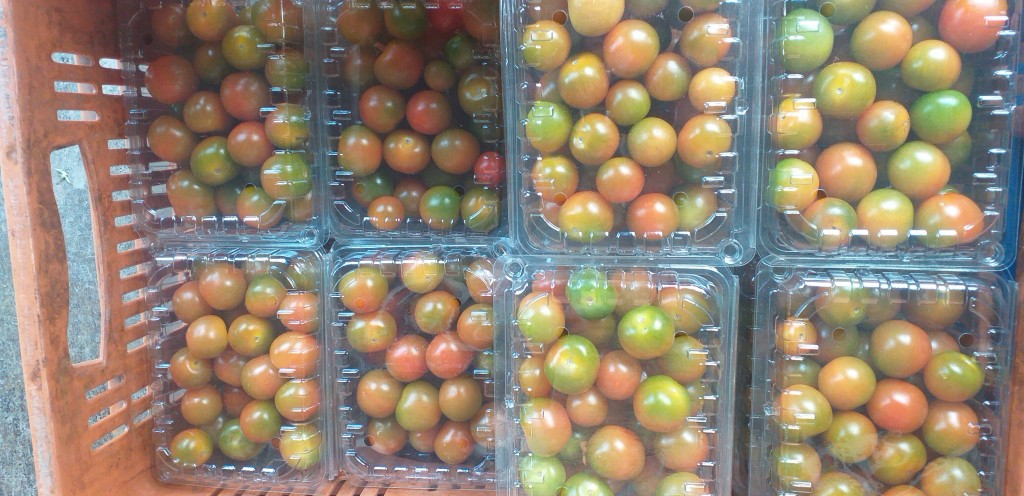 Tomate cherry