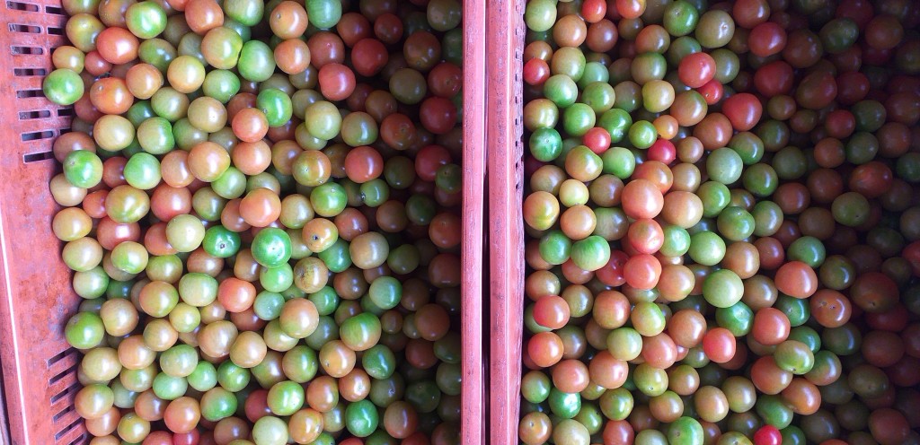 Tomate cherry