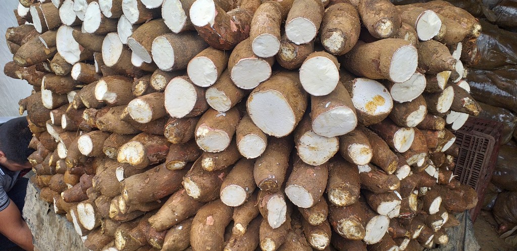Yuca mona