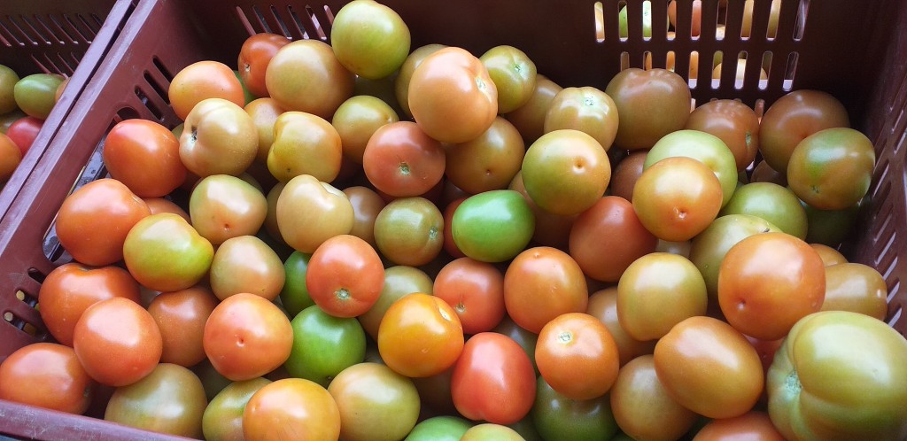 Tomate chonto semi extra