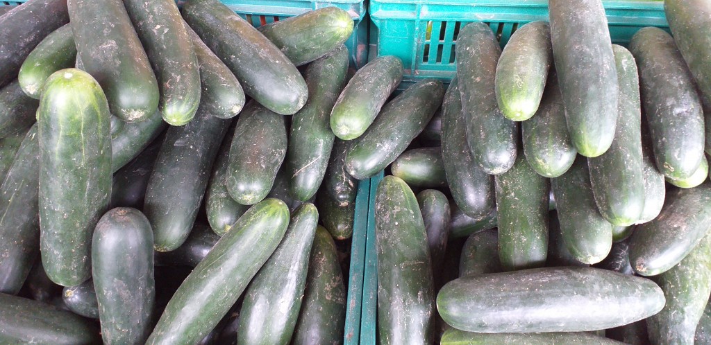 Pepino cohombro