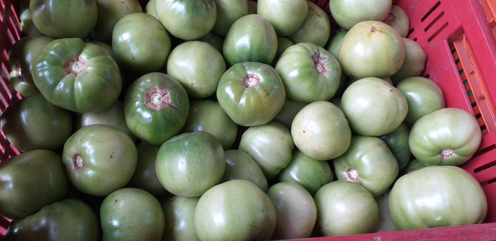 Tomate riñon