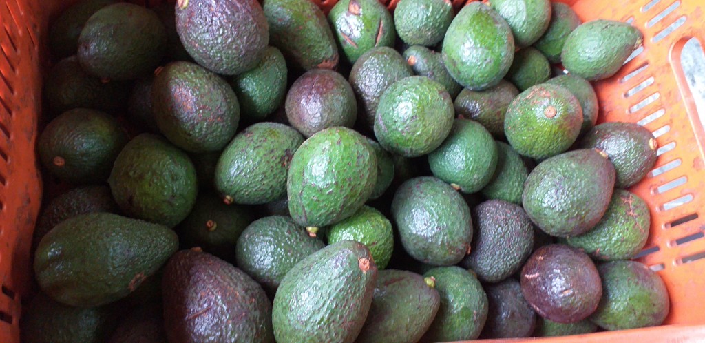Aguacate hass