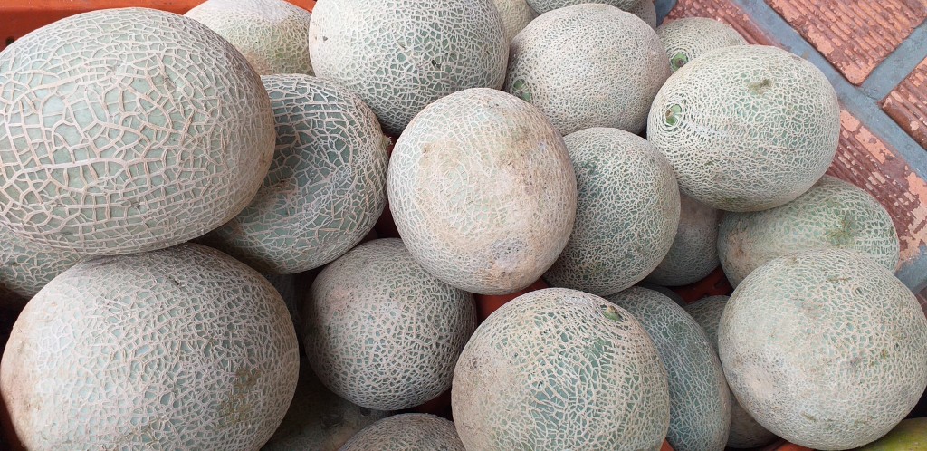 Melon
