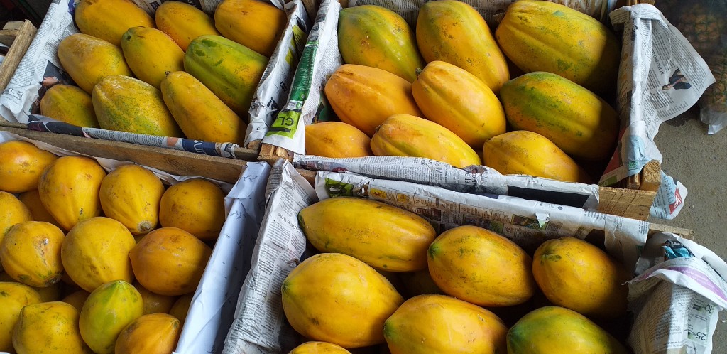 Papaya costeña