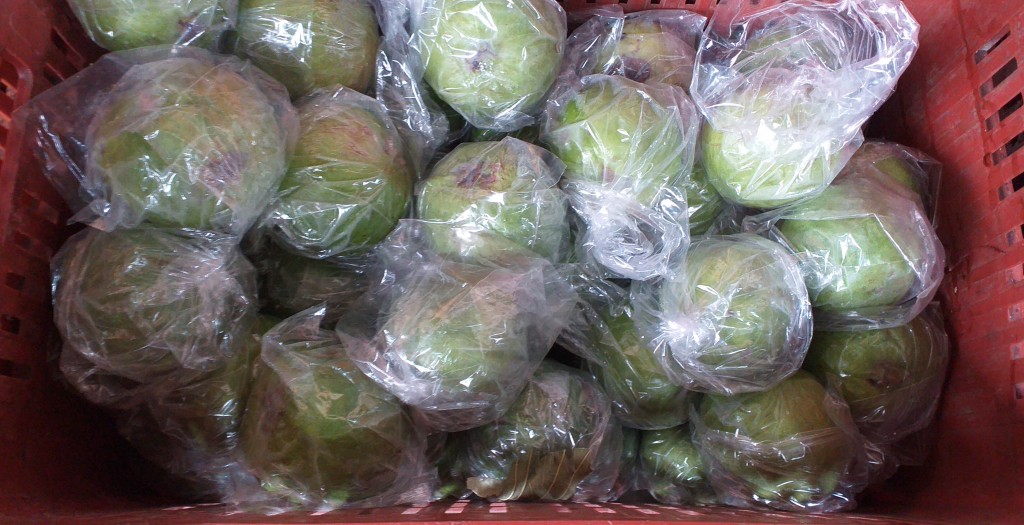 Guayaba manzana