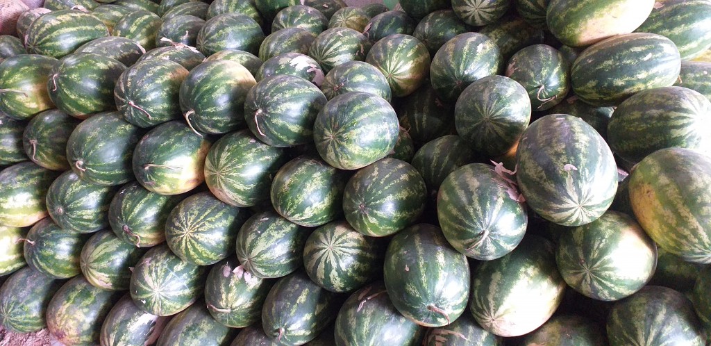 Sandia gruesa