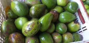 Aguacate papelillo de 2da