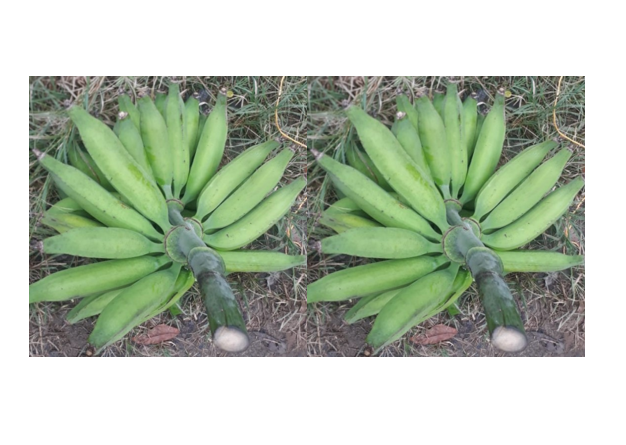 Plátano Dominico – Hartón