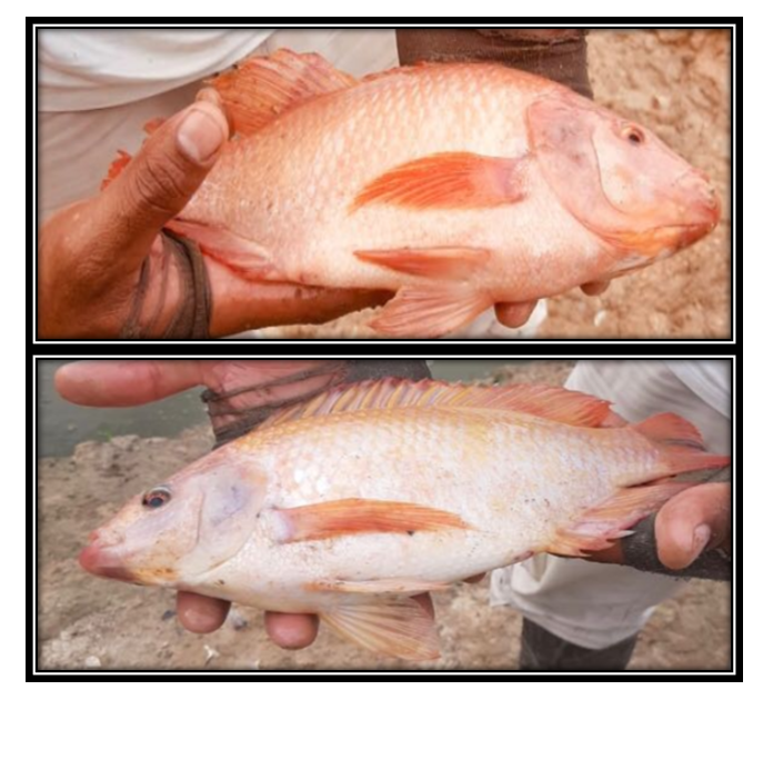 Mojarra Roja