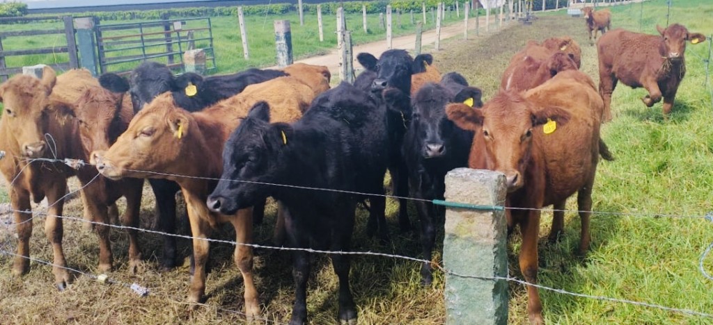Venta 12 terneras angus y dos machos puros
