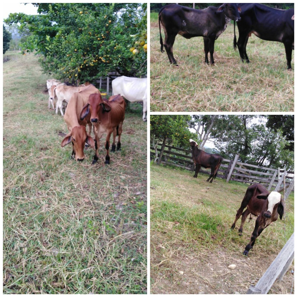 Vacas paridas