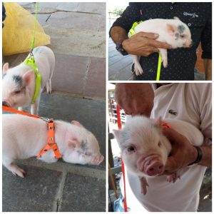 MINI PIGS