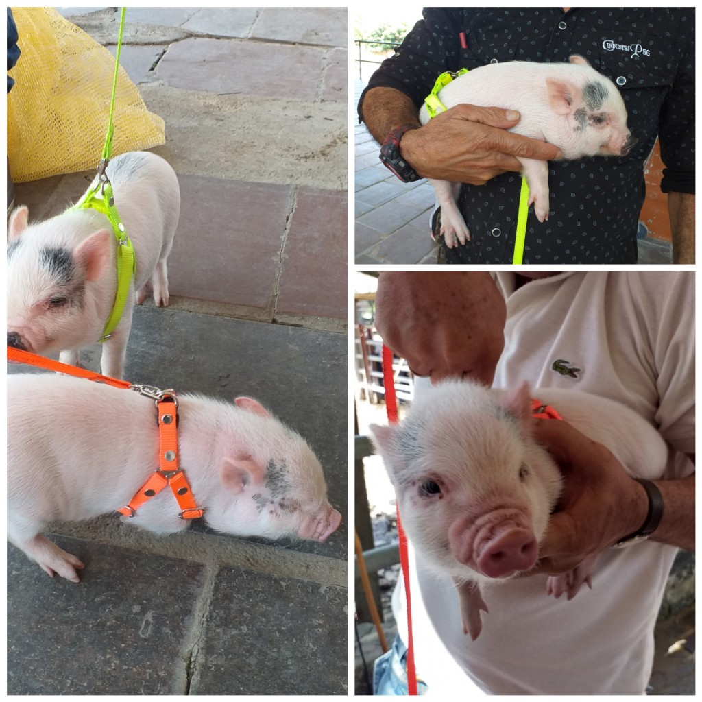 MINI PIGS