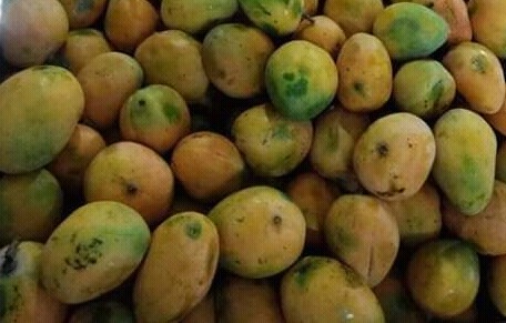 Mango comun